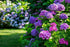 NooElec Seeds Hydrangea Flower Seeds
